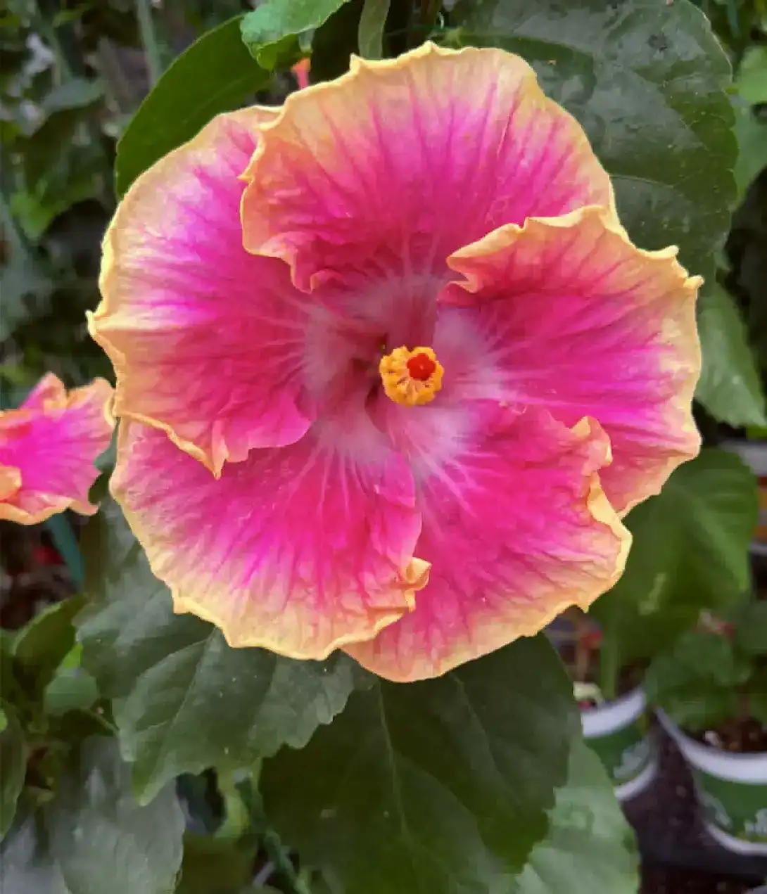 Vibrant pink and yellow hibiscus flower