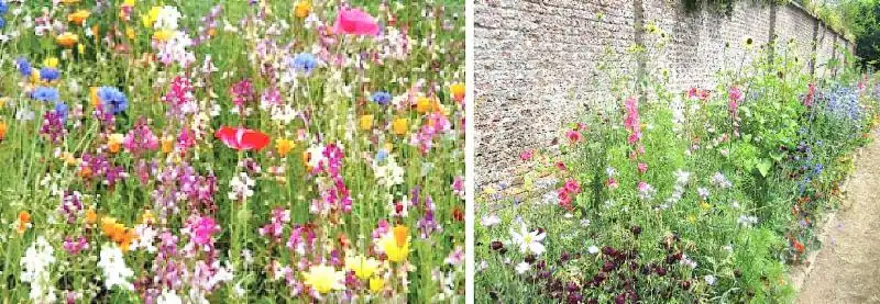 Colorful wildflowers blooming in garden