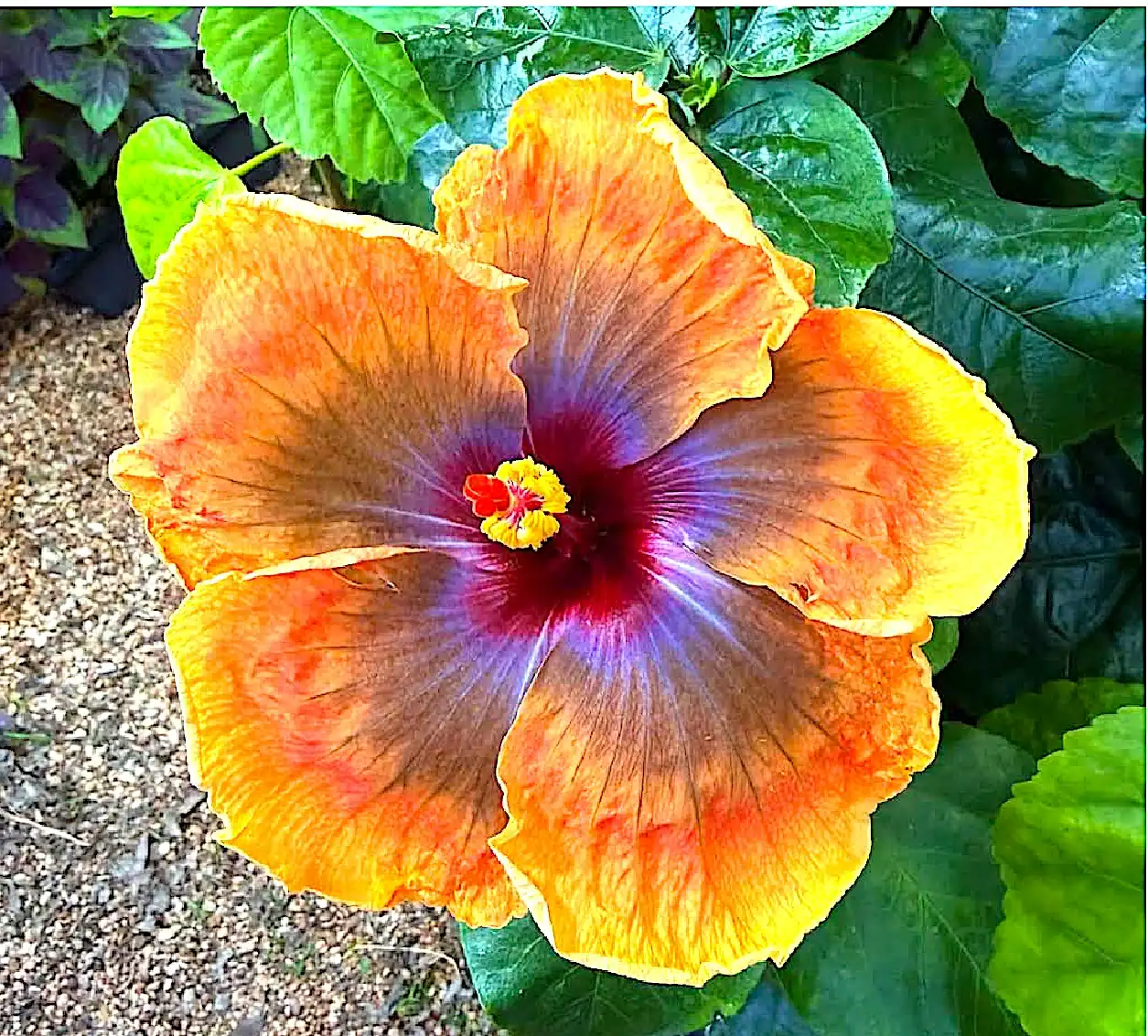 Vibrant orange and blue hibiscus flower