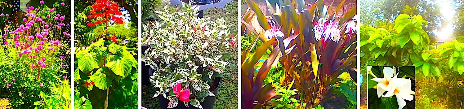Vibrant flowers and lush greenery.
