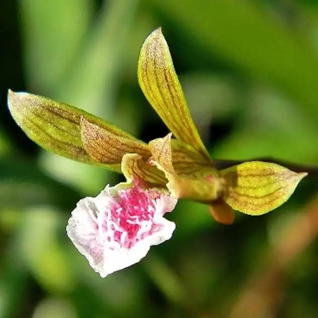 Delicate pink and green orchid chinese crown orchid flower