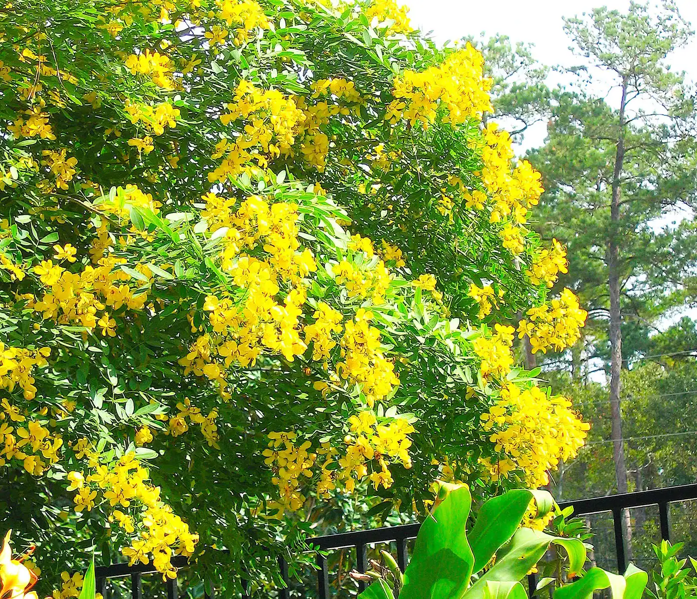 Vibrant yellow flowers on green foliage