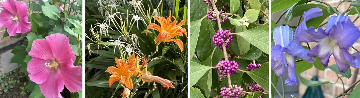 Colorful flowers in a garden