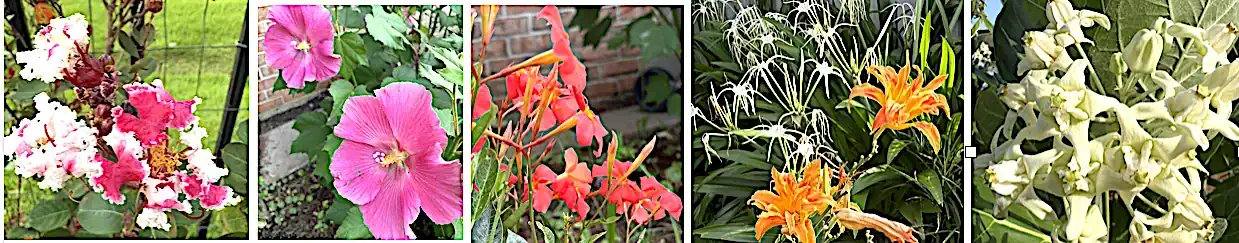 Colorful variety of blooming flowers