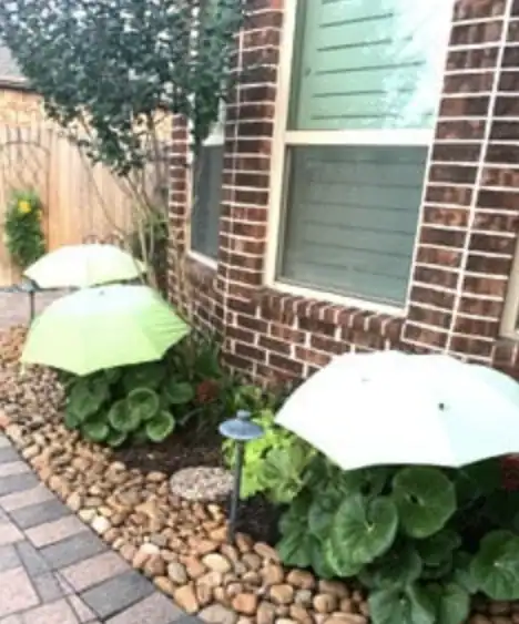 Plants sheltered by colorful umbrellas