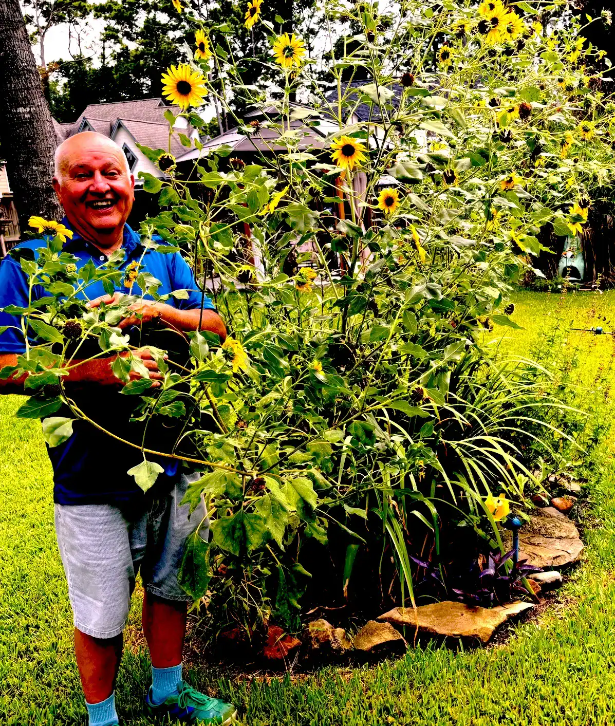 Man smiling beside tall sunflowers.