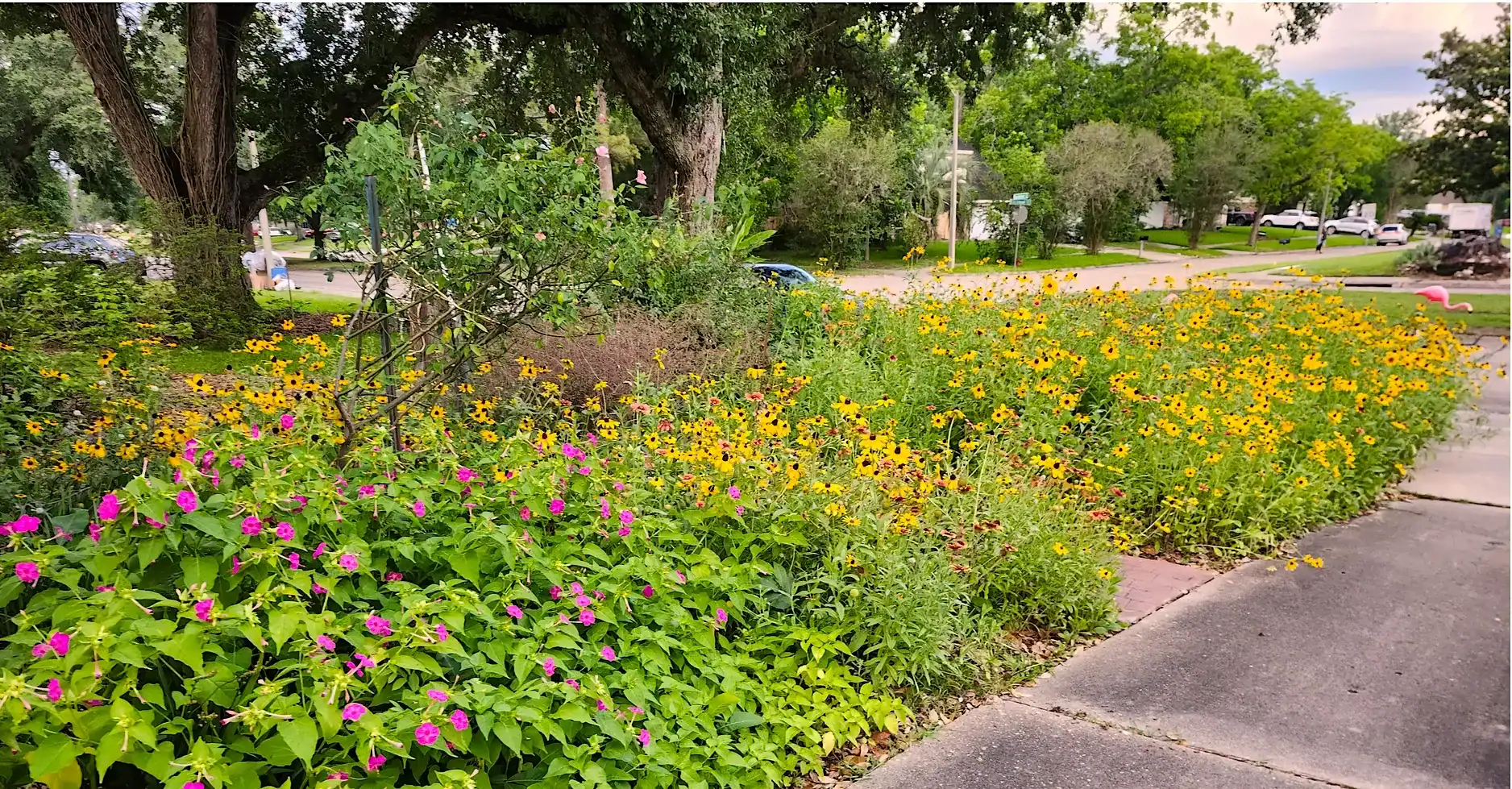 Colorful flowers in a garden