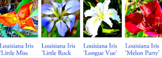 Four types of Louisiana irises displayed.