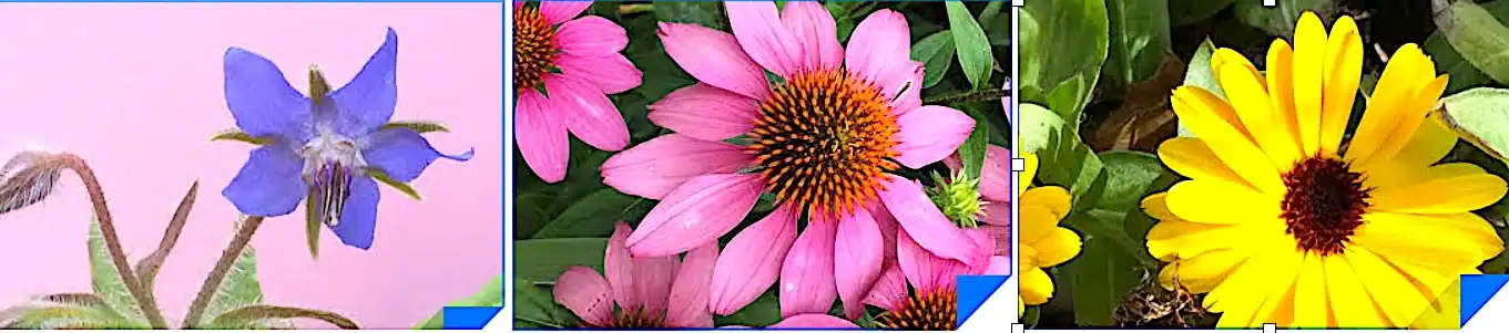 Three colorful flowers on display