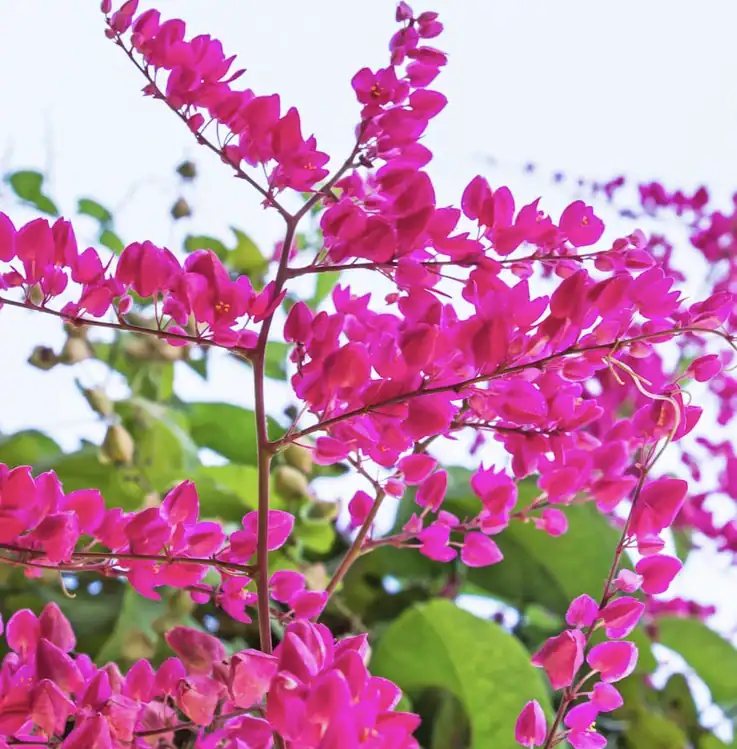 Vibrant pink flowers on green background
