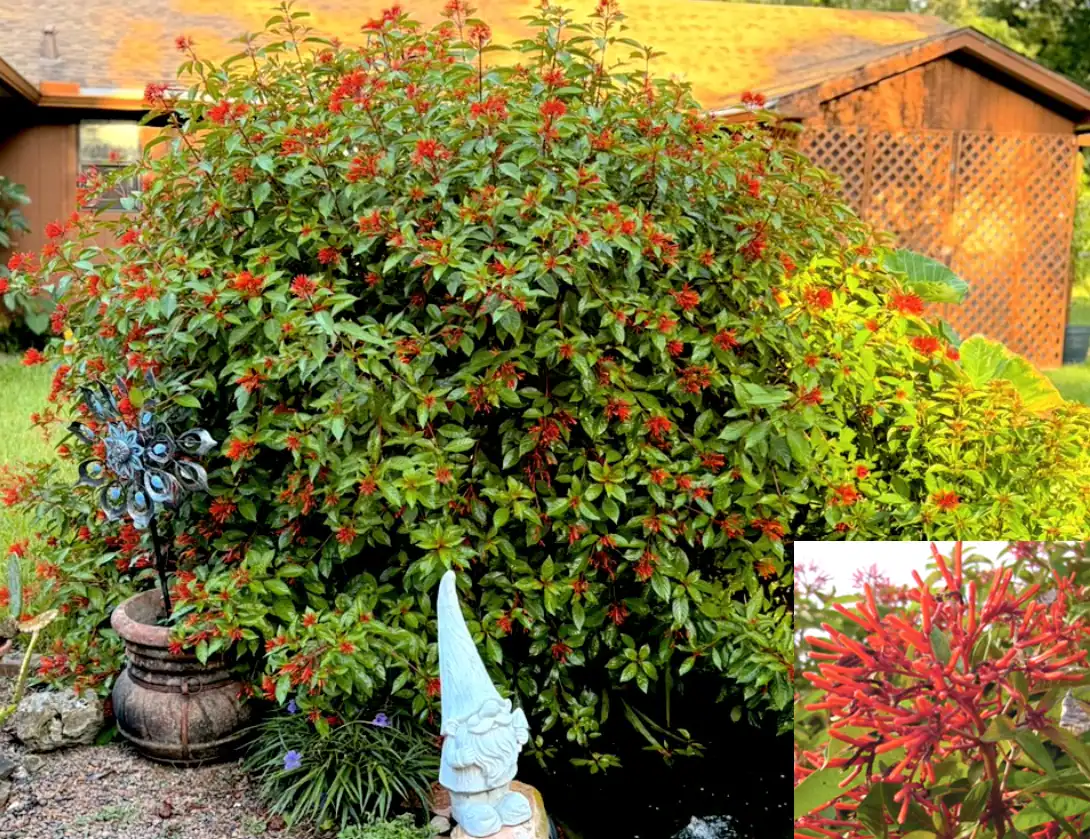 Vibrant red flowers on lush bush