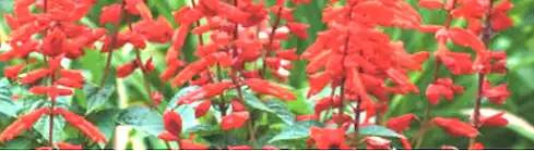 Vibrant red flowers in green background