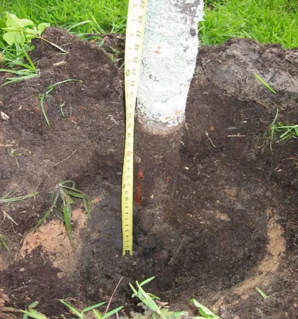 Tree planted with measuring tape nearby